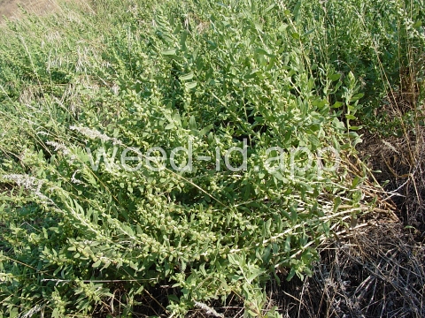 sumpweed, poverty